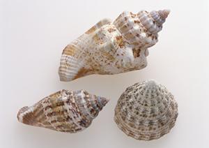 社員証ケースを名入れでカスタマイズする